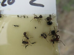 Formica integra