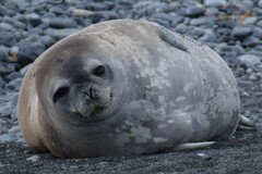 Leptonychotes weddellii