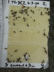 Formica integra