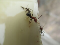 Formica integra