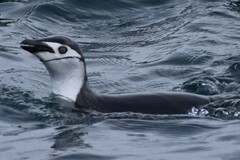 Pygoscelis antarcticus