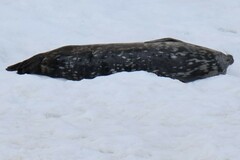 Leptonychotes weddellii