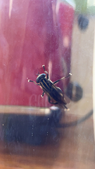 Orthoprosopa bilineata