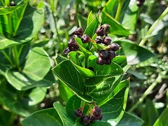 Vincetoxicum funebre