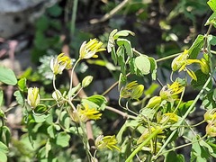 Thalictrum minus