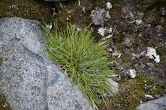 Deschampsia antarctica