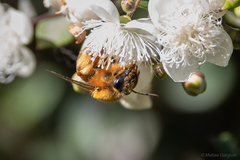 Cadeguala occidentalis