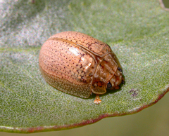 Paropsisterna