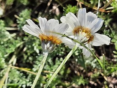 Anthemis ruthenica