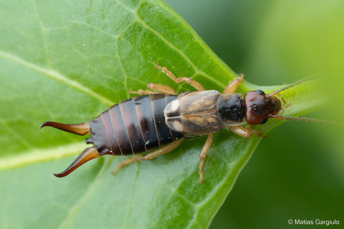Western Earwig