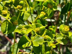 Euphorbia glareosa