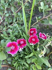 Dianthus chinensis × barbatus