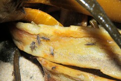 Coelopidae