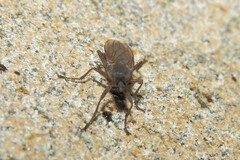 Coelopidae