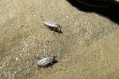 Coelopidae