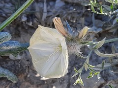 Convolvulus calvertii ruprechtii