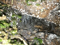 Arachnocampa luminosa