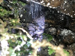 Arachnocampa luminosa