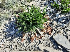 Astragalus buschiorum