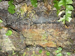 Arachnocampa luminosa