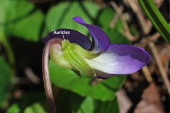 Viola floridana