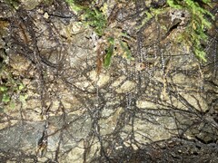 Arachnocampa luminosa