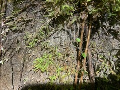 Arachnocampa luminosa