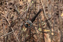 Pantopsalis phocator