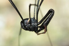 Pantopsalis phocator