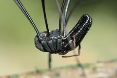 Pantopsalis phocator