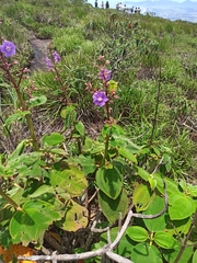 Pleroma heteromallum