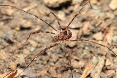 Forsteropsalis marplesi