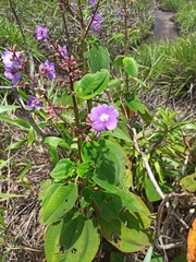 Pleroma heteromallum