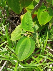 Pleroma heteromallum