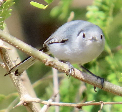 Cuban Gnatcatcher (Polioptila lembeyei), photo 8