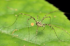 Pantopsalis phocator