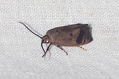 Pycnocera hypoxantha