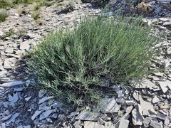 Gypsophila capitata