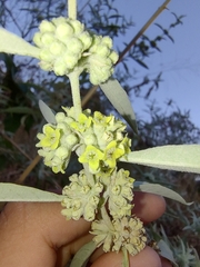 Buddleja sessiliflora