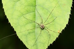 Pantopsalis phocator