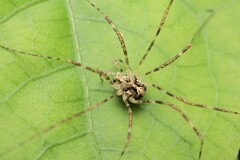 Pantopsalis phocator