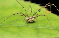 Pantopsalis phocator