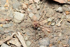 Forsteropsalis marplesi