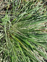 Ancathia igniaria