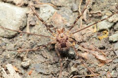 Forsteropsalis marplesi