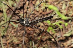 Pantopsalis phocator