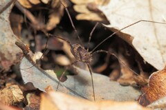 Forsteropsalis marplesi