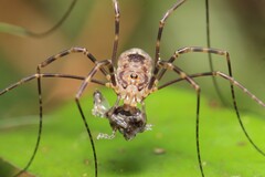 Forsteropsalis marplesi