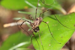 Forsteropsalis marplesi