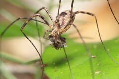 Forsteropsalis marplesi